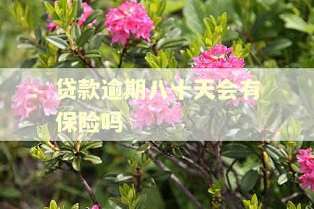 贷款逾期八十天会有保险吗