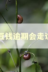 豆豆钱逾期会走访吗