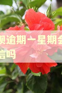 还呗逾期一星期会上征信吗