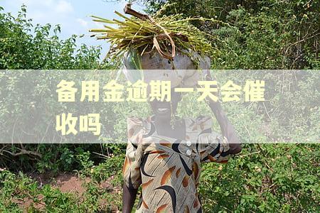 备用金逾期一天会催收吗