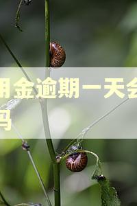 备用金逾期一天会催收吗