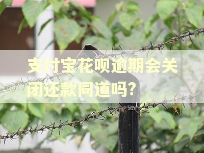支付宝花呗逾期会关闭还款同道吗?
