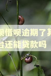 花呗借呗逾期了其他平台还能贷款吗