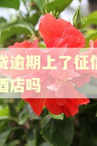 网贷逾期上了征信能住酒店吗