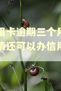 信用卡逾期三个月已还清还可以办信用卡吗