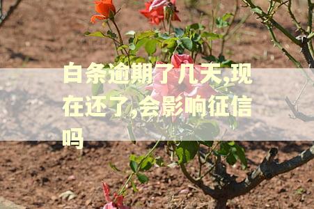 白条逾期了几天,现在还了,会影响征信吗