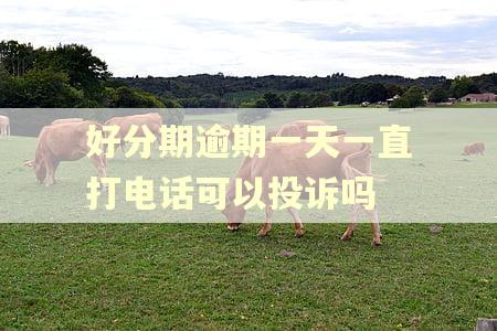 好分期逾期一天一直打电话可以投诉吗