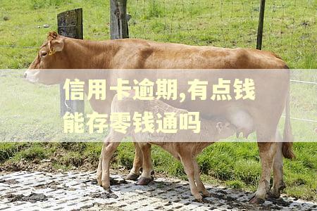 信用卡逾期,有点钱能存零钱通吗