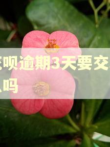 花呗逾期3天要交利息吗 花呗逾期3天要交利息吗