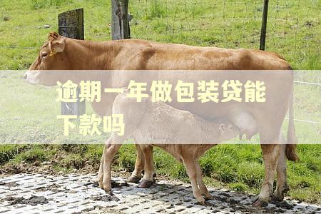 逾期一年做包装贷能下款吗
