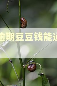 有逾期豆豆钱能通过吗 有逾期豆豆钱能通过吗