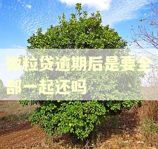 微粒贷逾期后是要全部一起还吗
