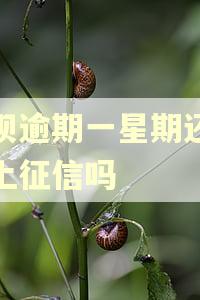 借呗逾期一星期还上会上征信吗