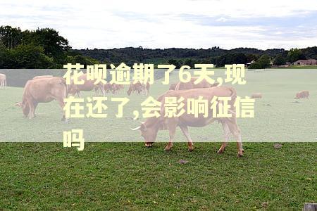 花呗逾期了6天,现在还了,会影响征信吗 花呗逾期了6天,现在还了,会影响征信吗