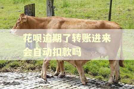 花呗逾期了转账进来会自动扣款吗
