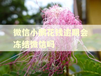 微信小鹅花钱逾期会冻结微信吗