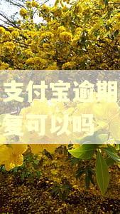 近期支付宝逾期一次性修复可以吗