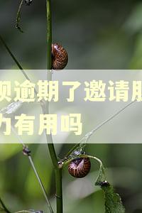 花呗逾期了邀请朋友助力有用吗