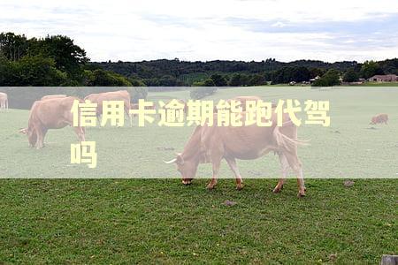 信用卡逾期能跑代驾吗
