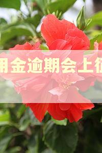备用金逾期会上征信吗