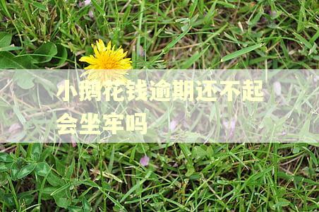 小鹅花钱逾期还不起会坐牢吗