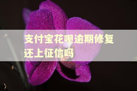 支付宝花呗逾期修复还上征信吗