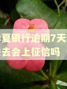 华夏银行逾期7天还进去会上征信吗