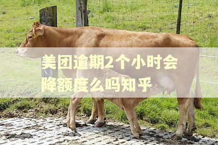 美团逾期2个小时会降额度么吗知乎