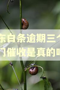 京东白条逾期三个月上门催收是真的吗