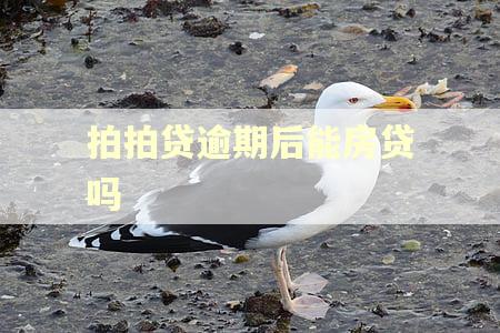 拍拍贷逾期后能房贷吗
