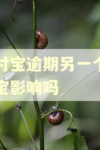 支付宝逾期另一个支付宝影响吗