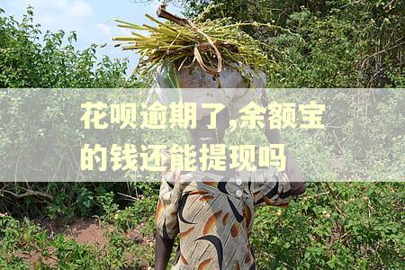 花呗逾期了,余额宝的钱还能提现吗