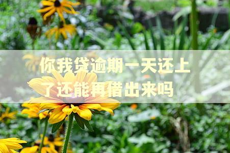 你我贷逾期一天还上了还能再借出来吗
