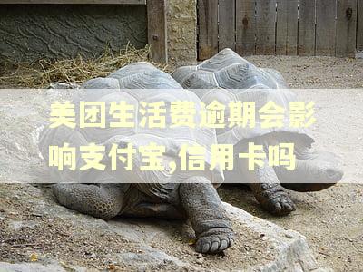 美团生活费逾期会影响支付宝,信用卡吗