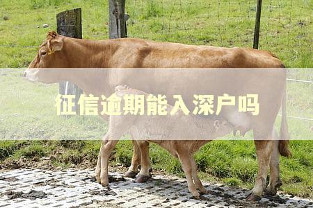 征信逾期能入深户吗