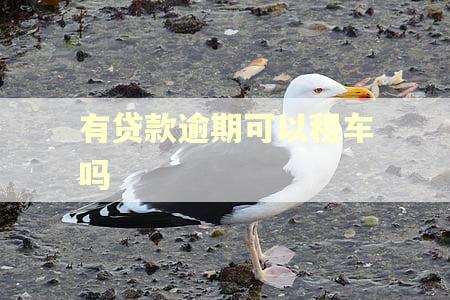 有贷款逾期可以租车吗