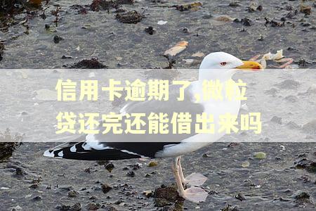 信用卡逾期了,微粒贷还完还能借出来吗 信用卡逾期了,微粒贷还完还能借出来吗