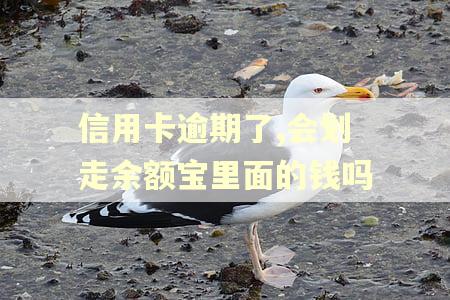 信用卡逾期了,会划走余额宝里面的钱吗 信用卡逾期了,会划走余额宝里面的钱吗